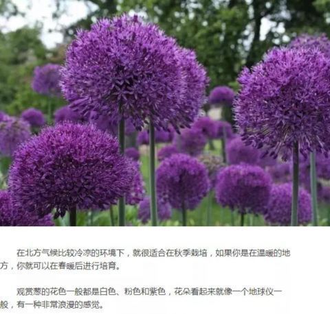 这些花朵精致的植物适合在秋季栽培，春天能开出灿烂的花朵！