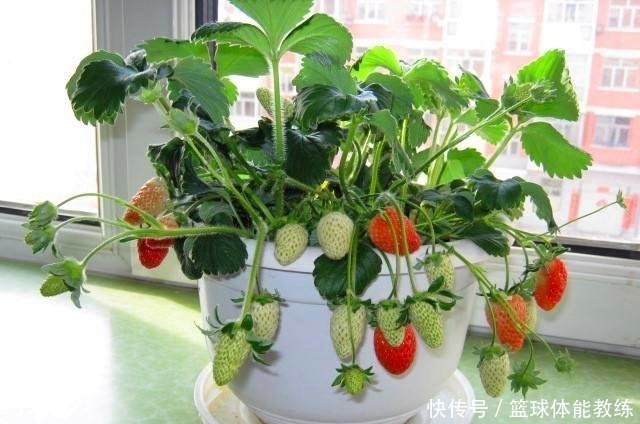 发芽|这2种水果别扔籽,处理好埋盆里,扎根发芽养成绿叶盆栽