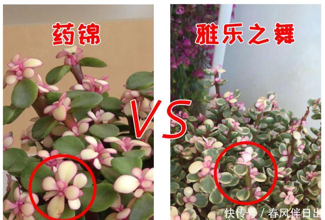分辨|你买回去的真的是雅乐之舞吗?小心别买到药锦,如何有效分辨它们