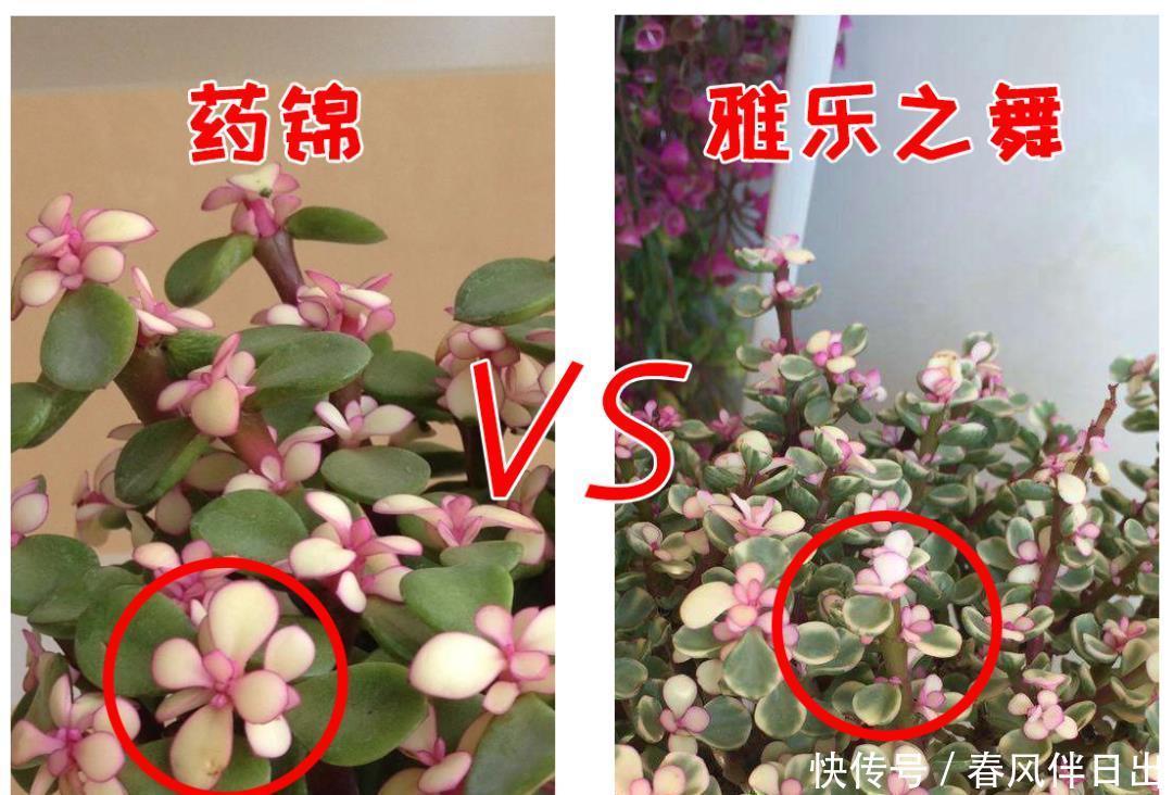  分辨|你买回去的真的是雅乐之舞吗？小心别买到药锦，如何有效分辨它们