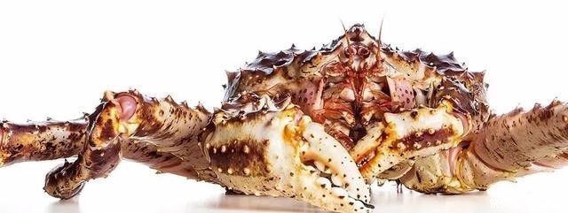 揭秘|揭秘俄罗斯帝王蟹:市场、新格局,鲜美食材背后有看不到的博弈