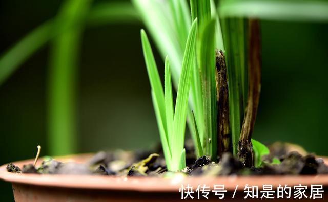 花盆|养兰花不会施肥怎么办？专为新手定制的技巧，不施肥养兰法