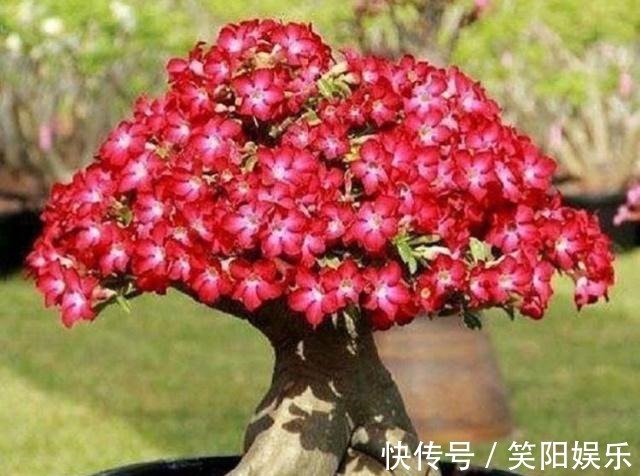 客厅养的5种花,最怕水,多浇一点点,整盆死翘翘