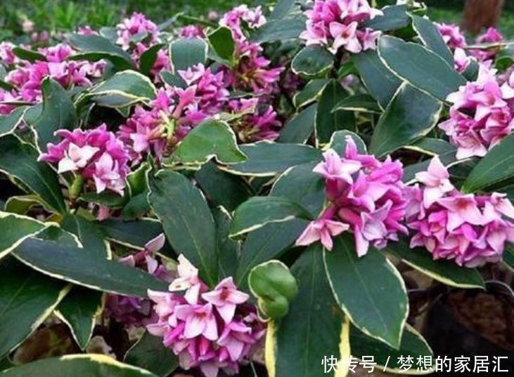 凤仙花|4种花比香水还好闻,客厅养1盆,一年四季开花不断