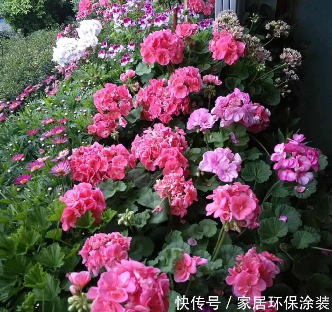 太阳花|阳台适合养的“6种花”,花色丰富,花期长,一直赏花六个月