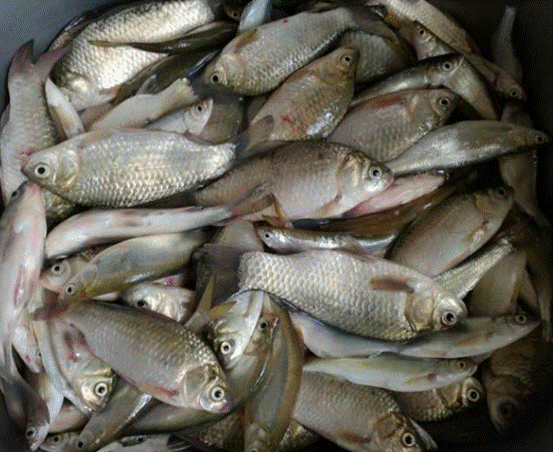 冬季钓鲫鱼你真的行吗?迟来的技巧,上来的都是大板鲫!