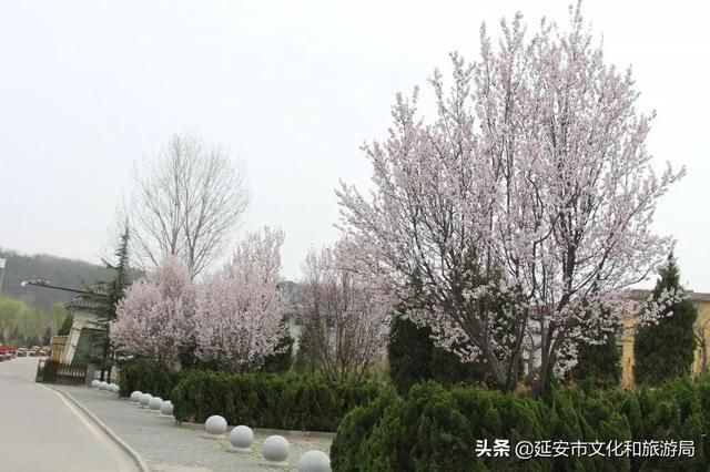 春有约，花不误，年年岁岁不相负--芳菲四月，黄陵花开，等你相遇~