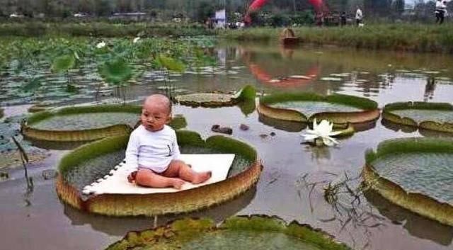 宝宝|宝爸带宝宝去乡下玩，拍了很多照片，宝妈看到照片，不淡定了