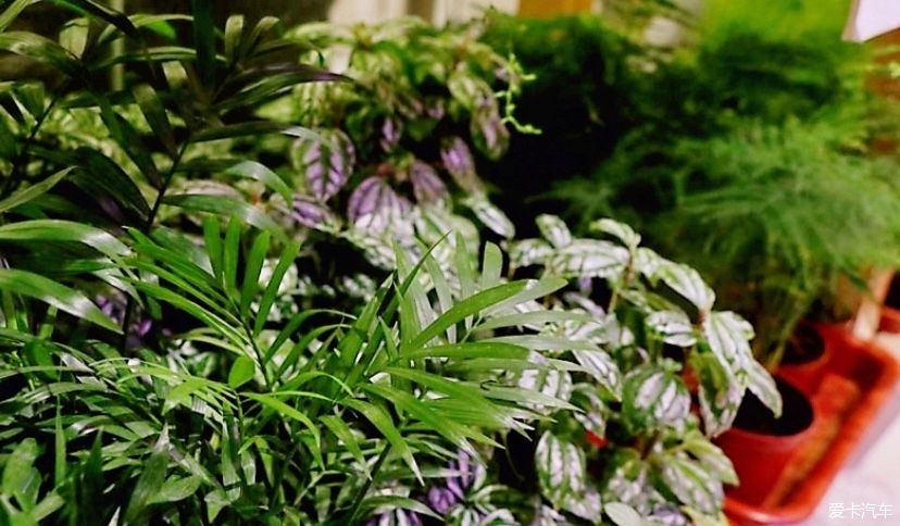 冬天的峨眉一个童话般的冰雪世界，真是美不胜收