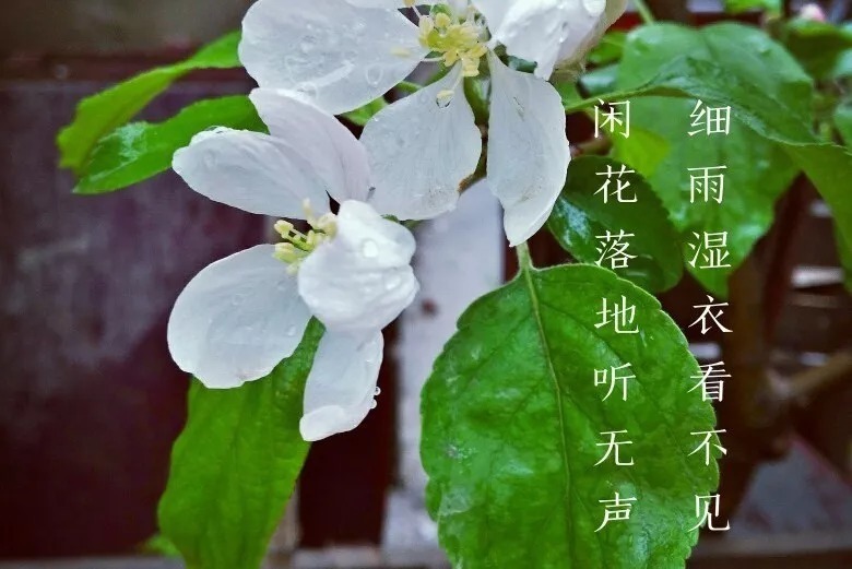 28首惊蛰诗词,惊醒最美春天