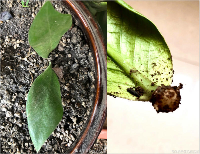 一种懒人植物,最怕浇水,一浇水黄叶又烂根!