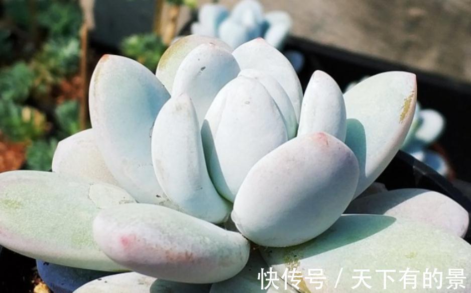 秋季养多肉白美人，满足4点，株型小巧叶片肥美，状态好极了
