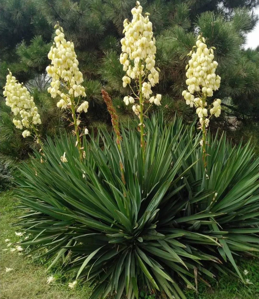 叶子|家里养棵“丑八怪”,霸气镇宅,越养越爱