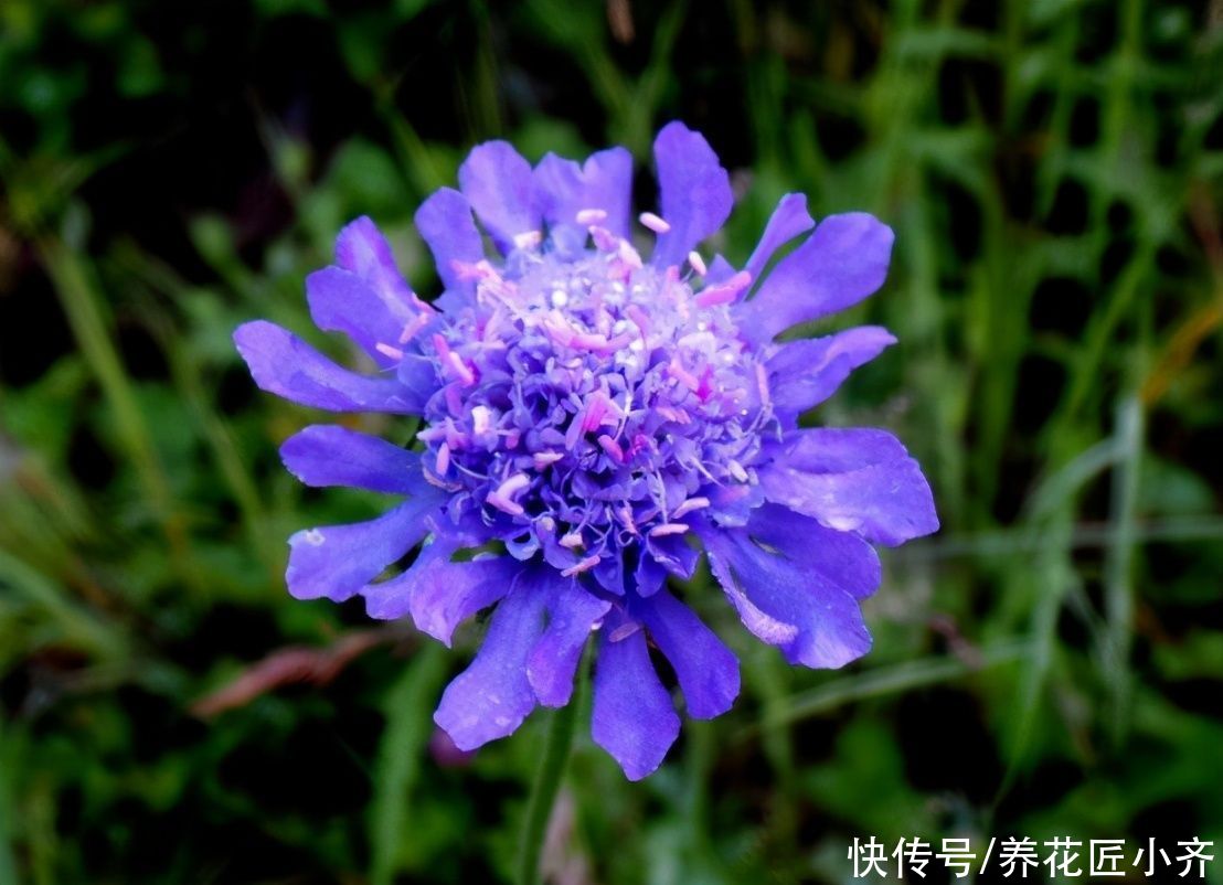 无尽夏|开花植物中“蓝色”很少见，如果你喜欢蓝色花，给大家推荐17种