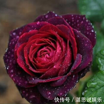 玫瑰中的皇族——“路易十四”，拿破仑皇后的最爱！美的动人心魄