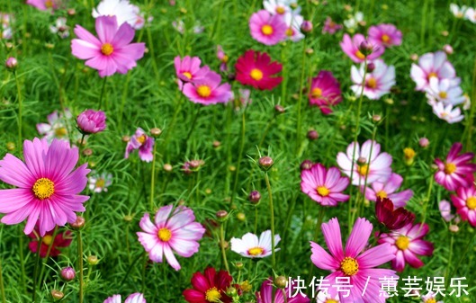 懒人都养不死的几朵花,娇憨可爱,好看好养活,次次开花爆盆