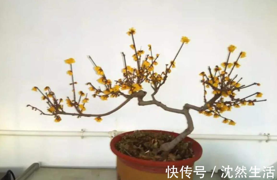 耐寒|5种花冬天再冷也不怕，年前搬进室内，过年就开花，喜庆又漂亮！