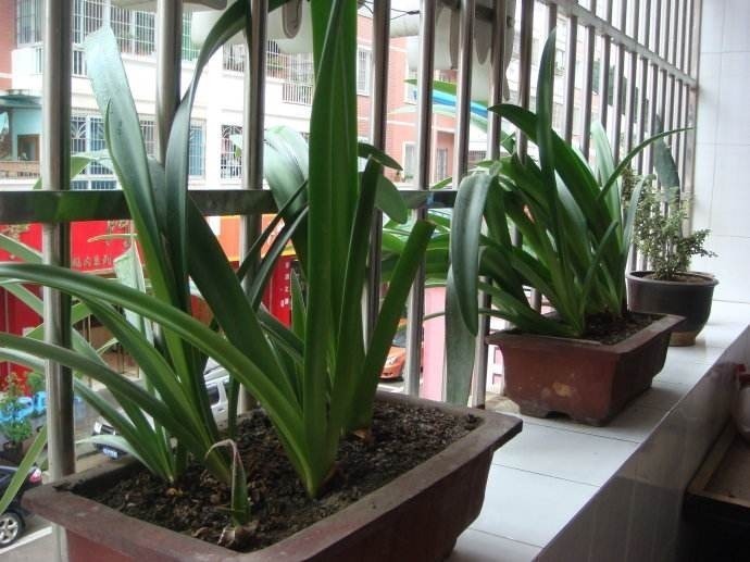 剩下的空油桶先别扔,教你变废为宝,半月不浇水也没事!