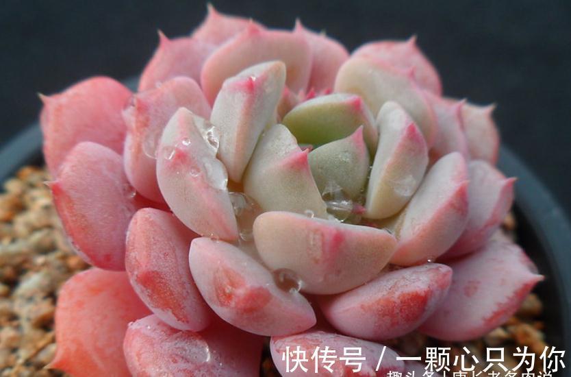 隔壁的克拉拉号称亚洲第一女神,你家的克拉拉是不是最美的多肉?