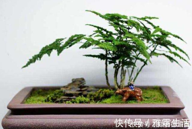 天冷文竹容易黄叶，准是5个原因导致的，冬季养它要合理避免！