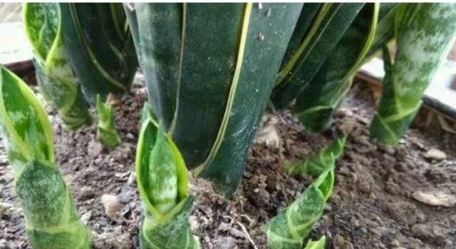 虎皮兰不见长、烂根多用上“4招”小方法,根系壮、叶片绿