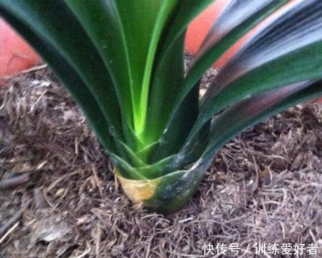 在家配制花土,5种材料加上一些,盆土疏松透气,养分全面!