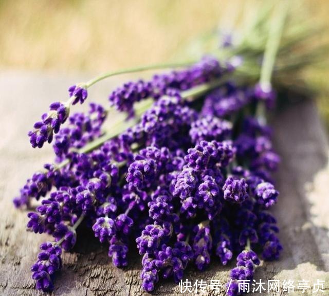 这五种花家里有只要有一盆,一年都见不到蚊子