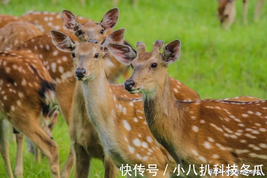 锡林郭勒|内蒙古·锡林郭勒大草原