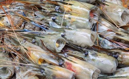 为什么有些人吃虾去虾头,有些人不去虾头?虾头到底能不能吃?