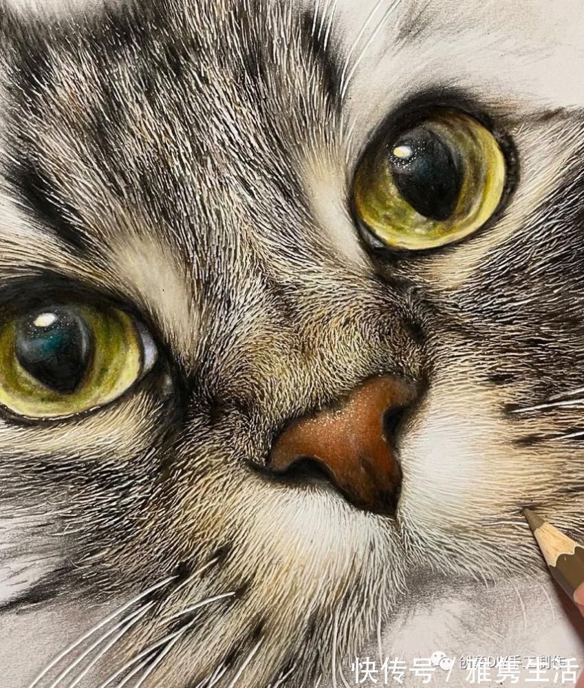 音海#超拟真动物画,每根毛发都这么细致,网友惊呼真假分不清