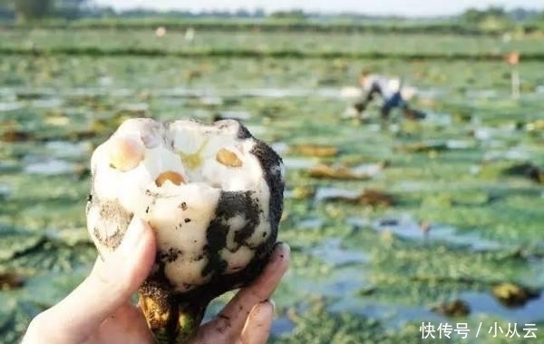 浑身是刺，人称“水中人参”，煲汤吃是一绝，9月正当季，别错过