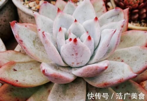 温度2℃到14℃多肉还能继续放在室外露养吗？可以，但要注意这几个要点