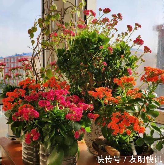 养分|盆栽养殖长寿花，花谢就修剪、施肥，等一个月又能催花了