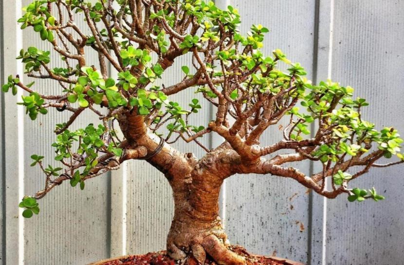 养护|养金枝玉叶,按“这”方法盆栽,枝叶长得旺,极具观赏价值