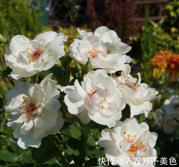 养花试试这几款,养护容易,好养又悦目的花草