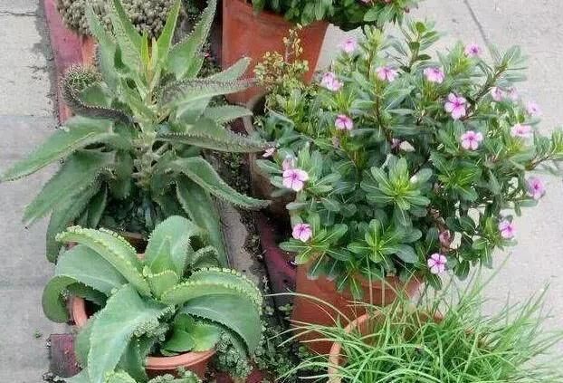 这2种花,碰掉个叶子掉盆里,自己长1盆,比绿萝吊兰好养100倍