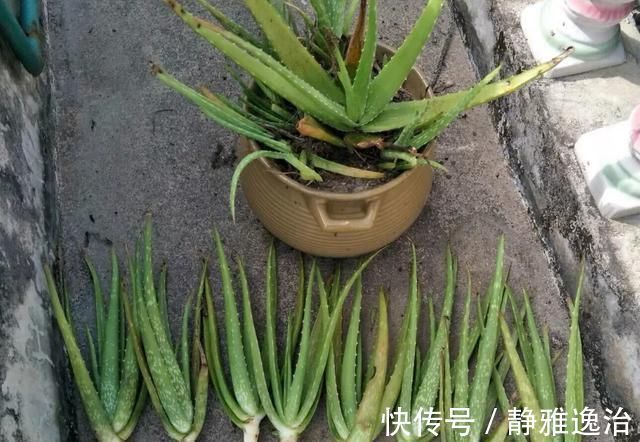 施肥|10年芦荟老桩，做成盆景超级好看，观赏价值特别高