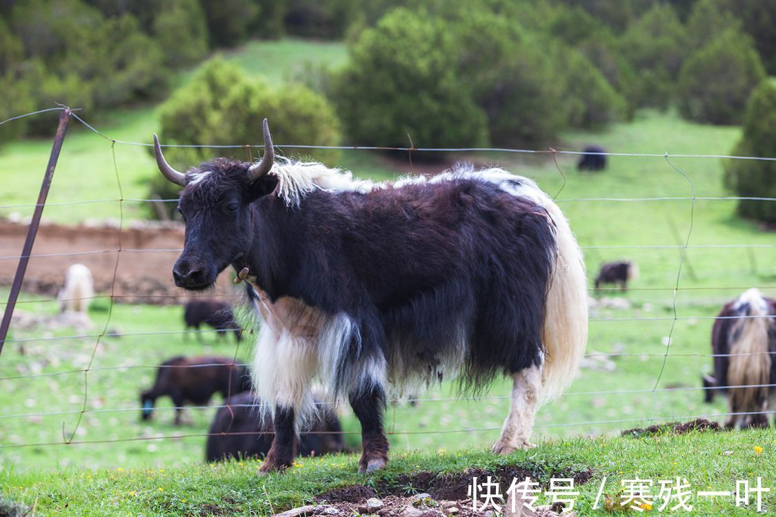 高原|这是藏族人招待贵宾的顶级美食，看着有些特别，但很多人不敢吃