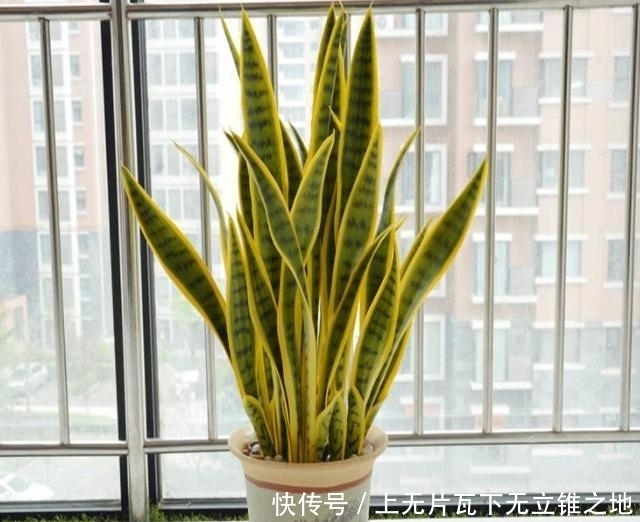 想让虎皮兰多冒芽，三动作虐一虐，当月爆崽一大圈，花开小半年