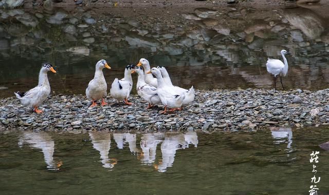 诗情画意|诗情画意的青木川在清晨的烟火中醒来