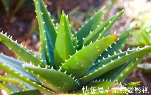 卧室|卧室养3盆花,大气好养又好看,还能改善睡眠,值得拥有