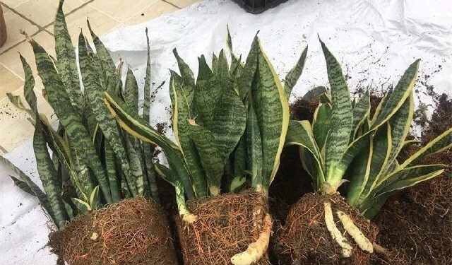 刚买回的盆栽,如何浇水、晒太阳、养护简单“3步”,越养越旺