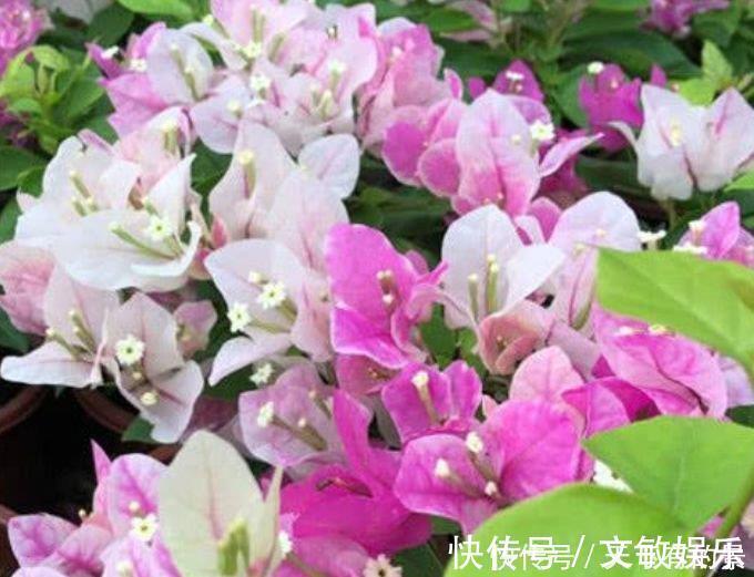 光照|4种花超漂亮,个个美出状态,家里养一盆,招财又纳福!
