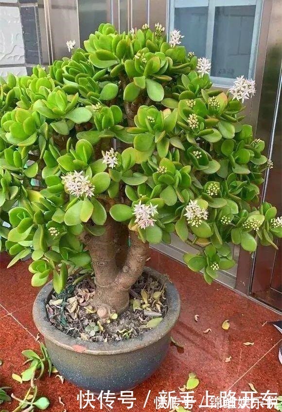 种花|2种花“不值钱”,花匠教3招,几年养成“盆景树”,1盆上千元!