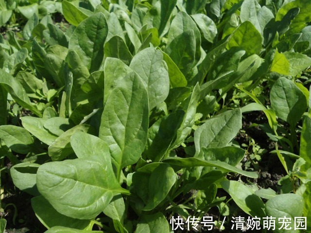 菠菜|天然的“叶酸”找到了,孕妈怀孕以后尽量多吃,或对胎儿发育有益