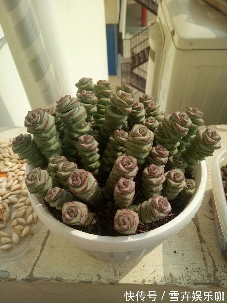 叶片|8种“漂亮花”,个个都是“招财树”,家里养一棵,不愁没钱花