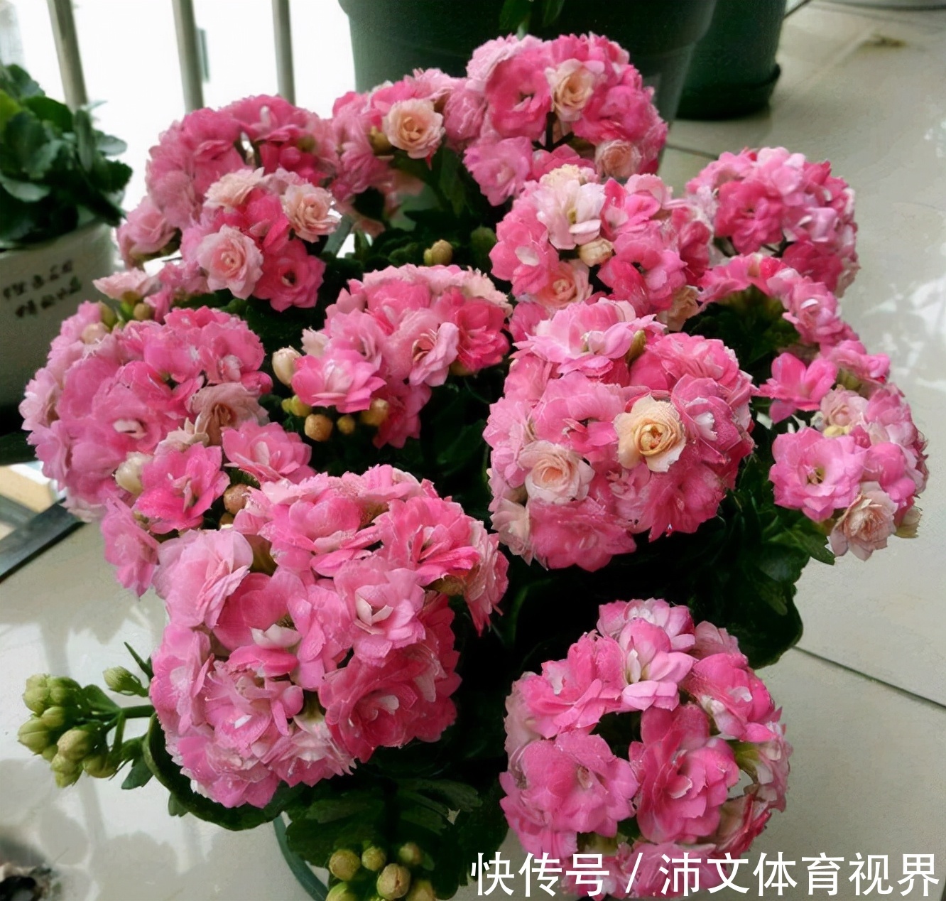 养长寿花有“5大忌”,新手养不好,关键就在这里