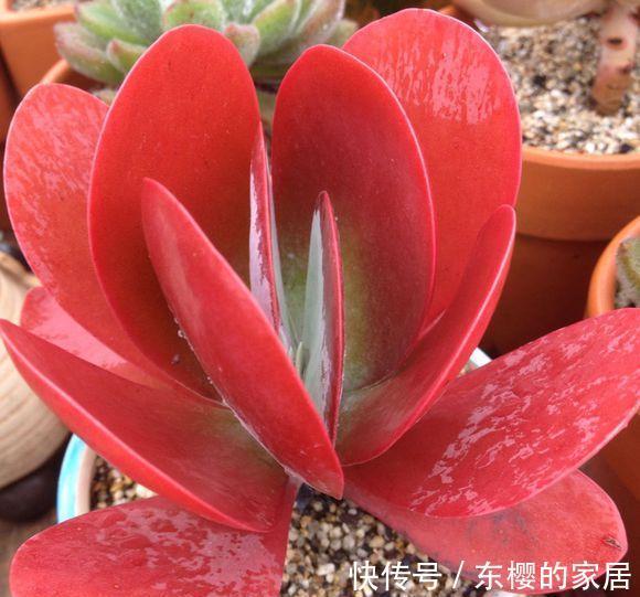 夏天|张大哥养肉10多年，总结出4个“耐热品种”，肉迷都喜欢