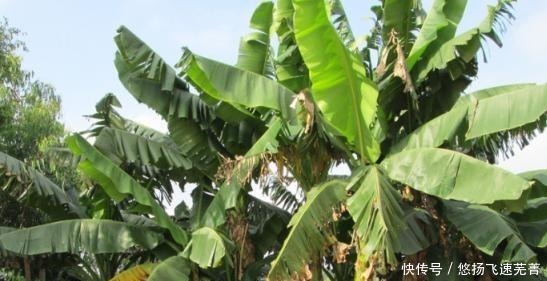 为什么香蕉是人类驯养的成功和失败的水果