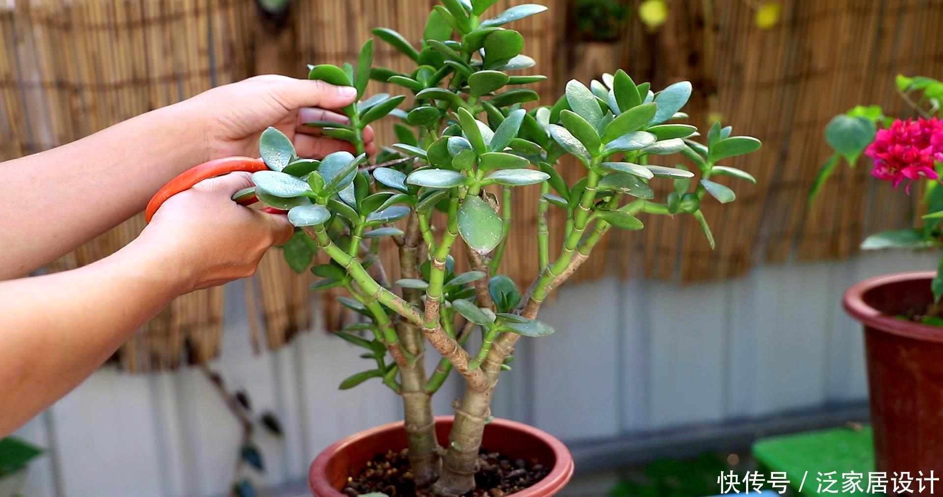 玉树太难看?干脆利落剪几刀,玉树临风的老桩子,能活几十年